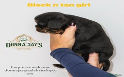 Cavalier King Charles Spaniel dogs for sale: Donna Jays old school type cavalier King Charles  - Image 9