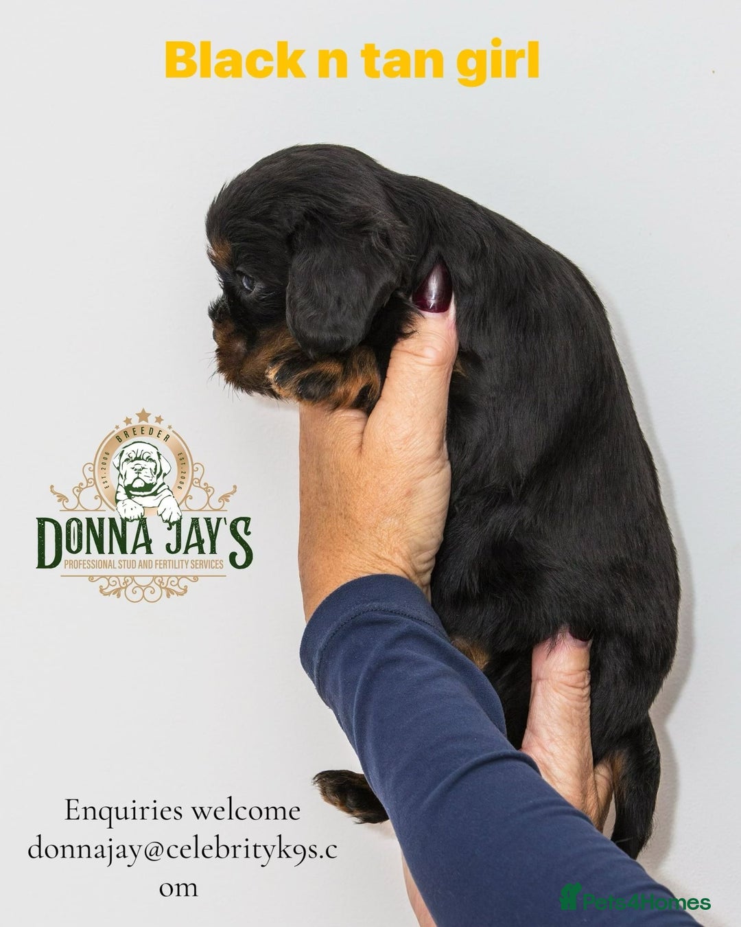 Cavalier King Charles Spaniel dogs for sale: Donna Jays old school type cavalier King Charles  - Image 9
