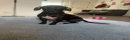 Mixed Breed dogs for adoption: Sweet Banjo is looking for his forever  in Colchester - Advert 2