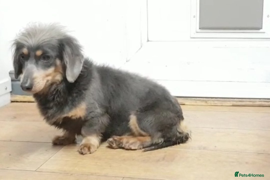 Miniature Dachshund dogs for sale: 2 FEMALES AVAILABLE BLUE & TAN &ISABELLA TAN  - Advert 4