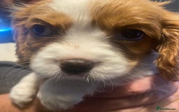 Cavalier King Charles Spaniel dogs for sale: Cavalier King Charles Spaniel Puppies - Image 13