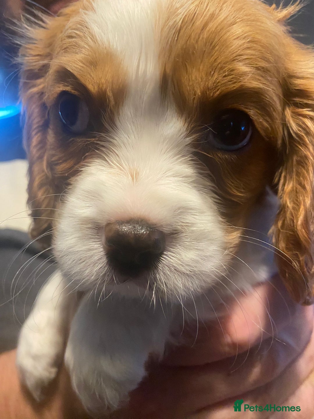 Cavalier King Charles Spaniel dogs for sale: Cavalier King Charles Spaniel Puppies - Image 13