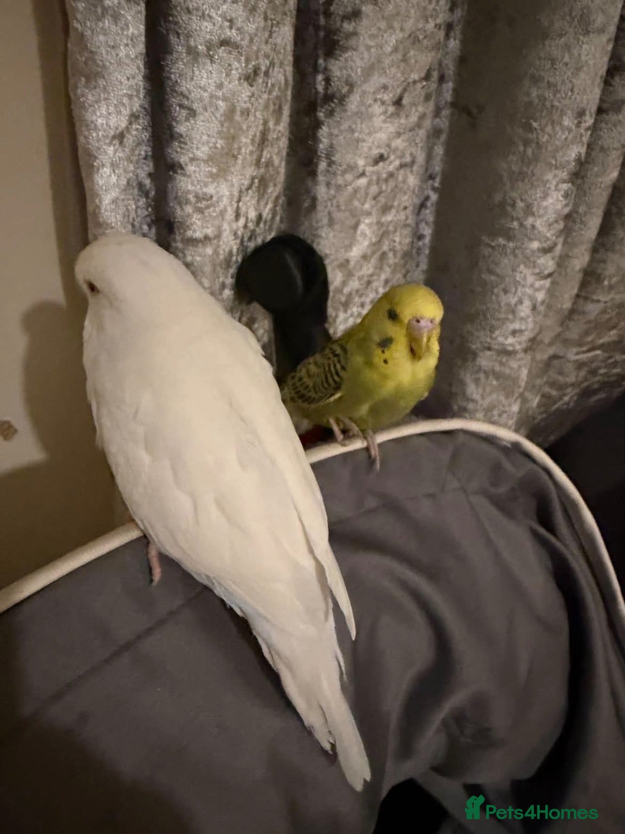 Budgerigars birds for sale: Budgies  - Advert 1