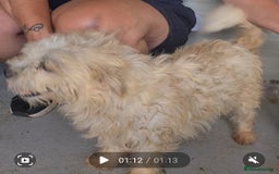 Bichon Frise dogs for adoption: Zebedee male 8kg small  - Image 2