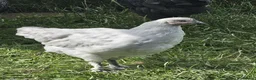 Chickens poultry for sale: Olive eggers & Lavender marans - Advert 5