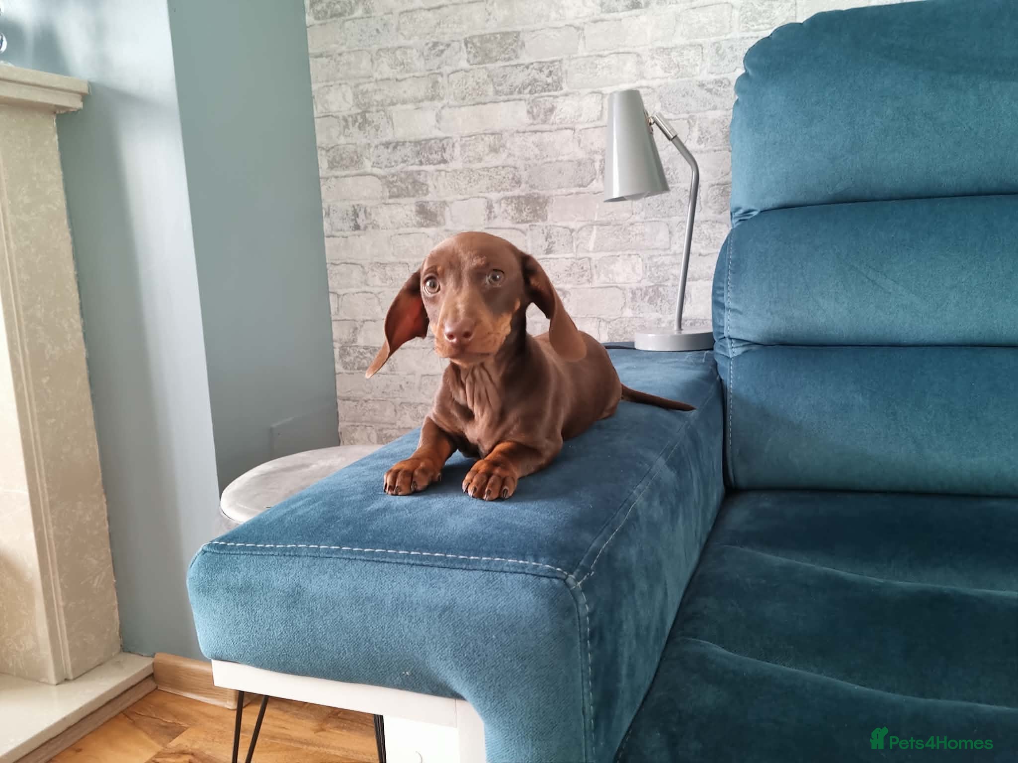 Miniature Dachshund dogs Mini dachshund short hair  stunning 4 puppies - Advert 3