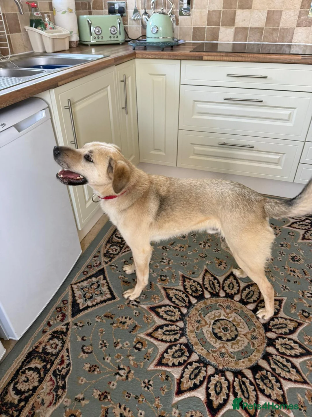 Mixed Breed dogs for adoption: 💙RUFUS💙 Misunderstood Soul Fading In Kennels  in Spalding - Advert 2