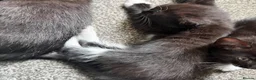 Mixed Breed cats for sale: Tuxedo kittens ready for thier new homes  - Advert 6