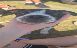 Mixed Breed dogs for sale: Absolutely gorgeous oreo - Image 4