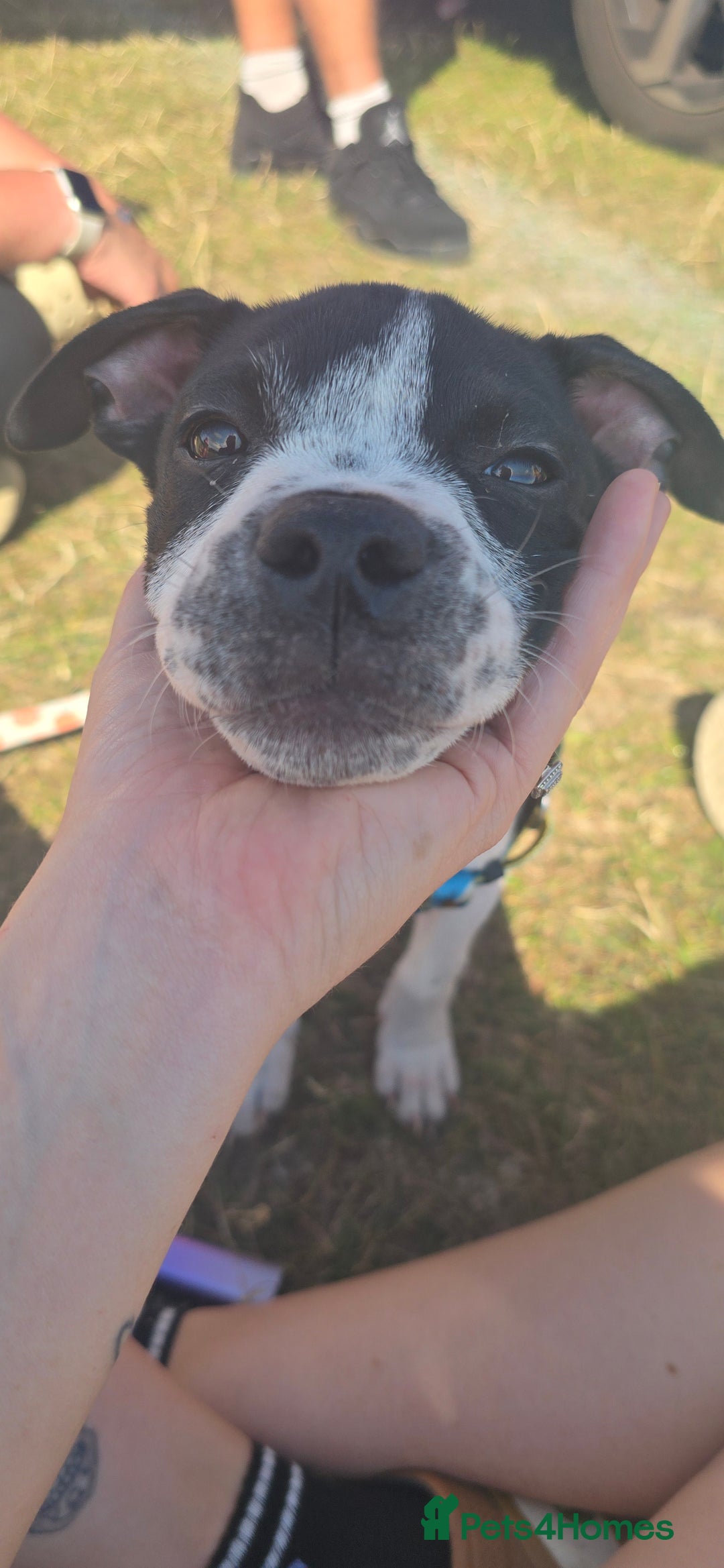 Mixed Breed dogs for sale: Absolutely gorgeous oreo - Image 4