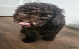 Miniature Poodle dogs for sale: Mini poodle for sale - Image 5