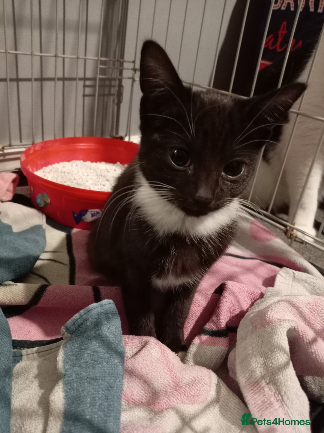 Mixed Breed cats for sale: Beautiful female kitten  - Advert 2