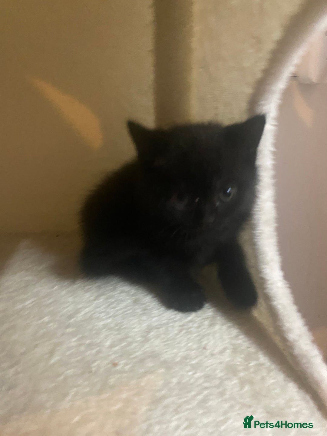 Mixed Breed cats for sale: 1/2 British shorthair/mixed kittens - Advert 5