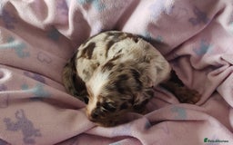 Sprocker dogs for sale: STRIKING SPROCKER SPANIEL PUPPIES  - Image 14