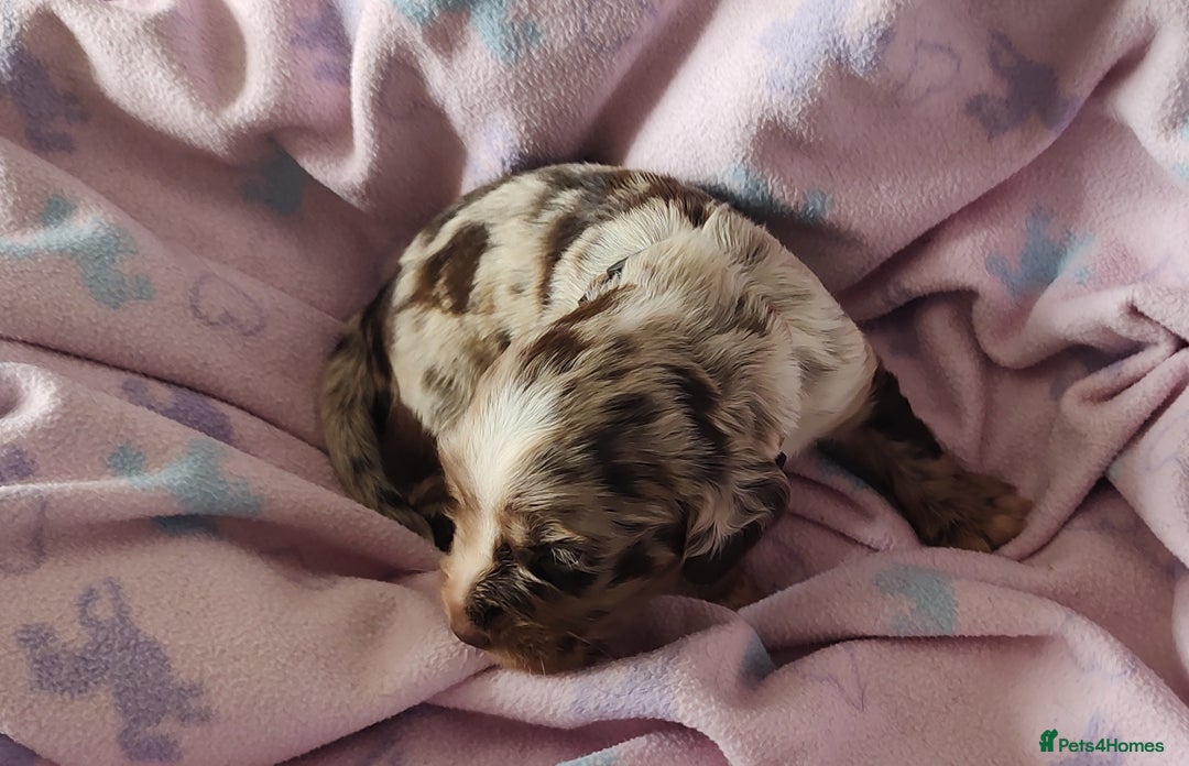 Sprocker dogs for sale: STRIKING SPROCKER SPANIEL PUPPIES  - Image 14