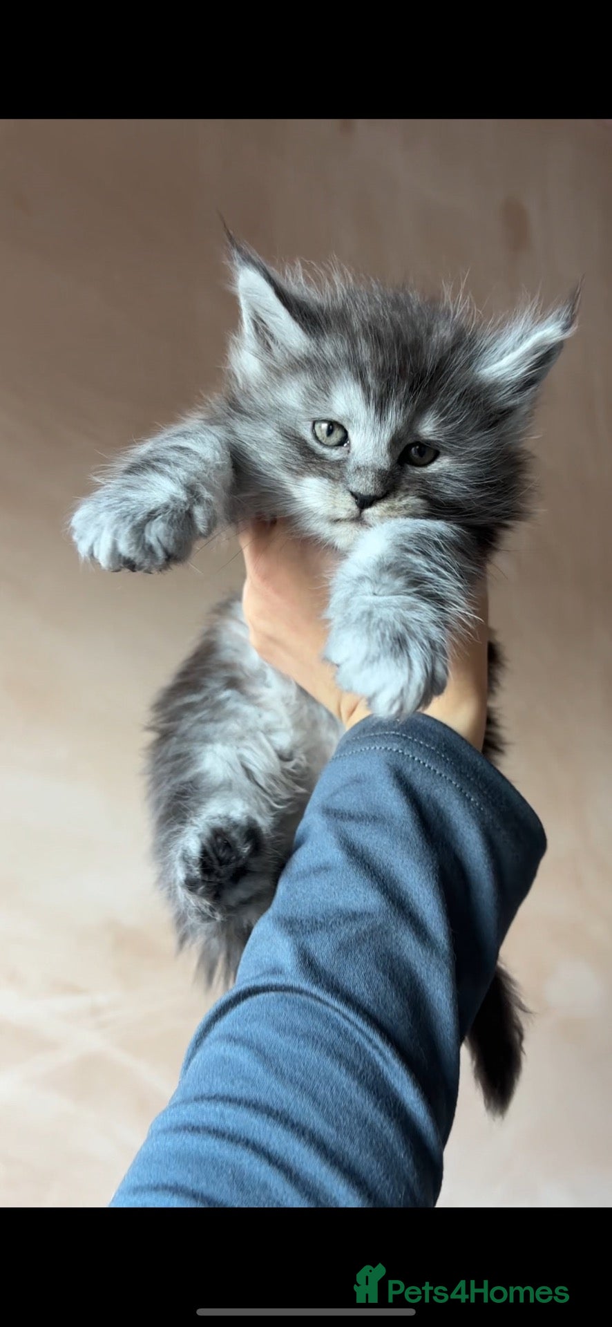 Maine Coon cats for sale: PURE RUSSIAN  MAINE COON KITTENS - Advert 1