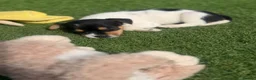 Jack Russell dogs for sale: 5 beautiful Jack Russell puppies  in Wickford - Advert 14