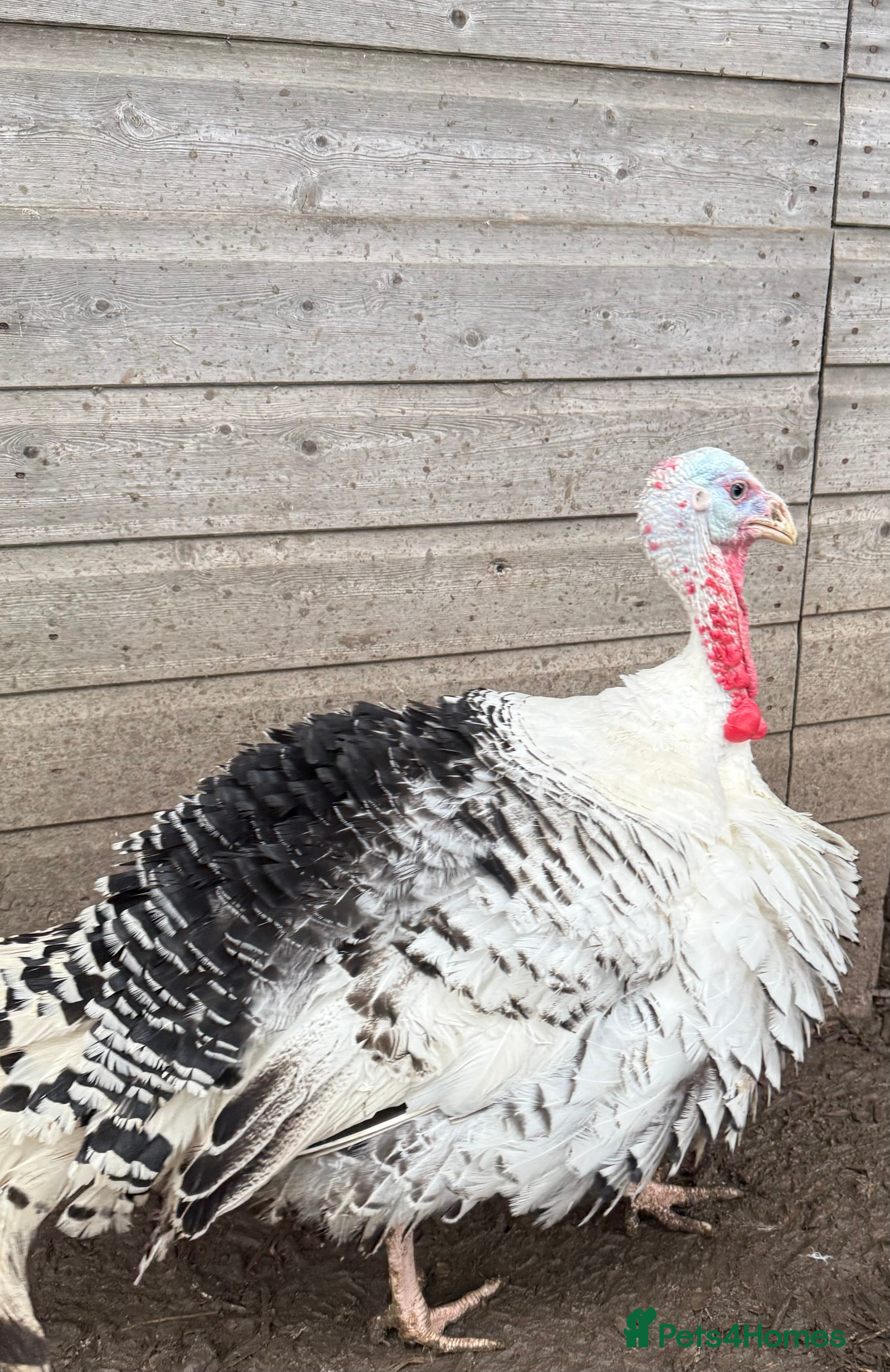 Turkeys poultry A lovely male crollwitzer turkey for sale - Advert 1