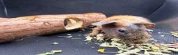 Guinea Pig rodents for sale: Boy & Girl Skinny Pig - Ready Now in Caterham - Advert 10