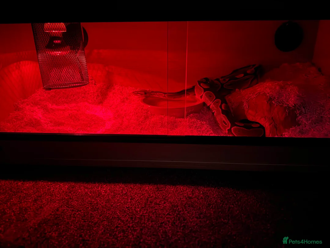 Python Snake reptiles for sale: Female Ball Python in Bushey - Advert 3