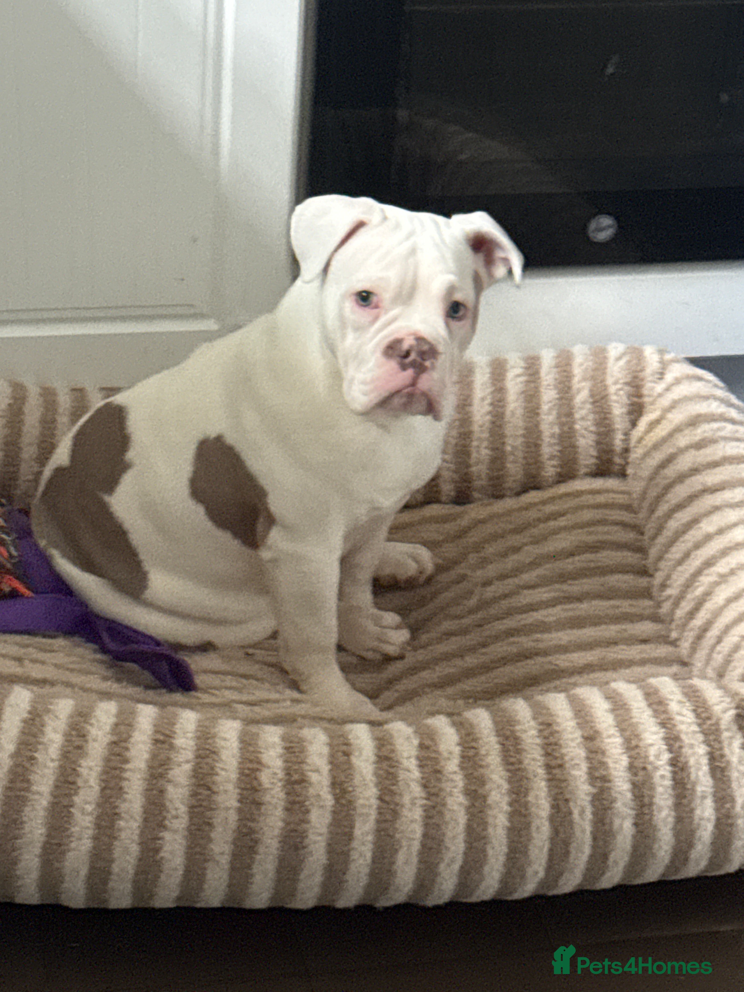 Dorset Olde Tyme Bulldogge dogs Old time bull dog Rehome  - Advert 1