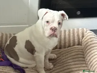 Dorset Olde Tyme Bulldogge dogs Old time bull dog Rehome - Advert 1