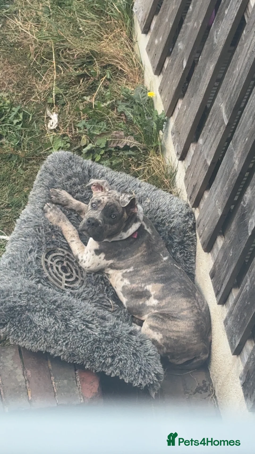 Mixed Breed dogs for sale: narla  - Advert 2