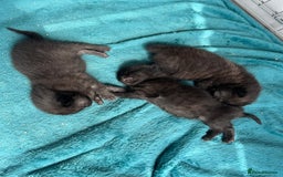 British Shorthair cats for sale: British Shorthair Black - Image 7