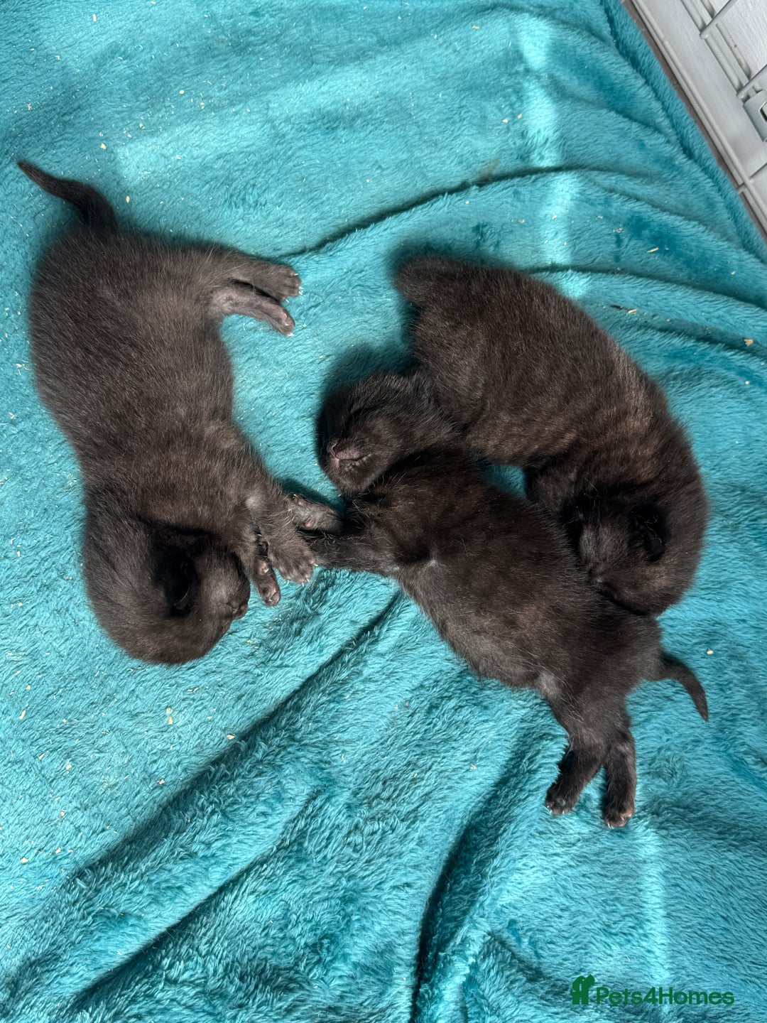 British Shorthair cats for sale: British Shorthair Black - Image 7