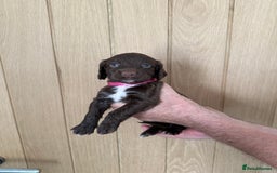 Cocker Spaniel dogs for sale: Cocker spaniel puppy’s  - Image 5