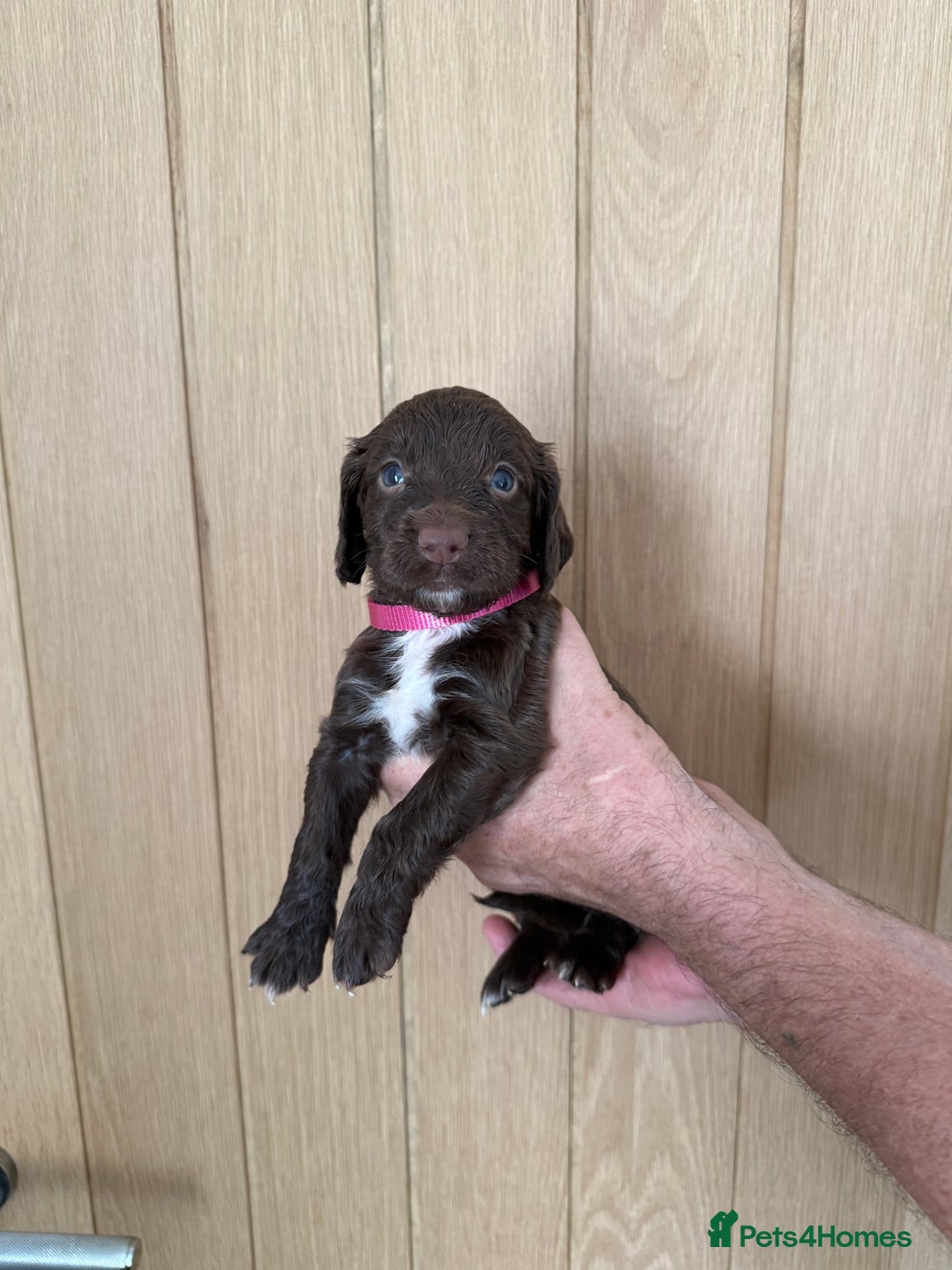 Cocker Spaniel dogs for sale: Cocker spaniel puppy’s  - Image 5