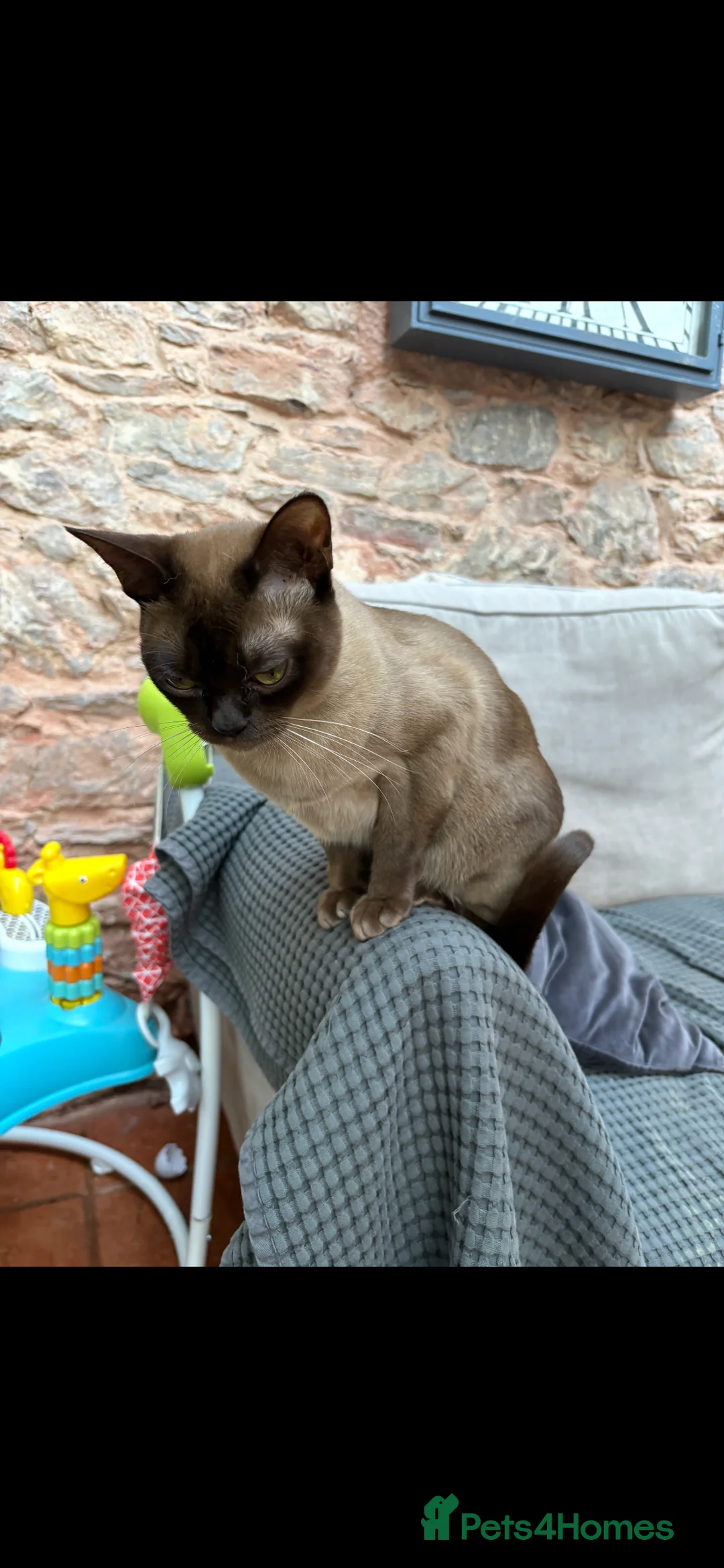 Burmese cats for sale: Pedigree Burmese boy kitten ready to go 20/06/26 - Advert 2