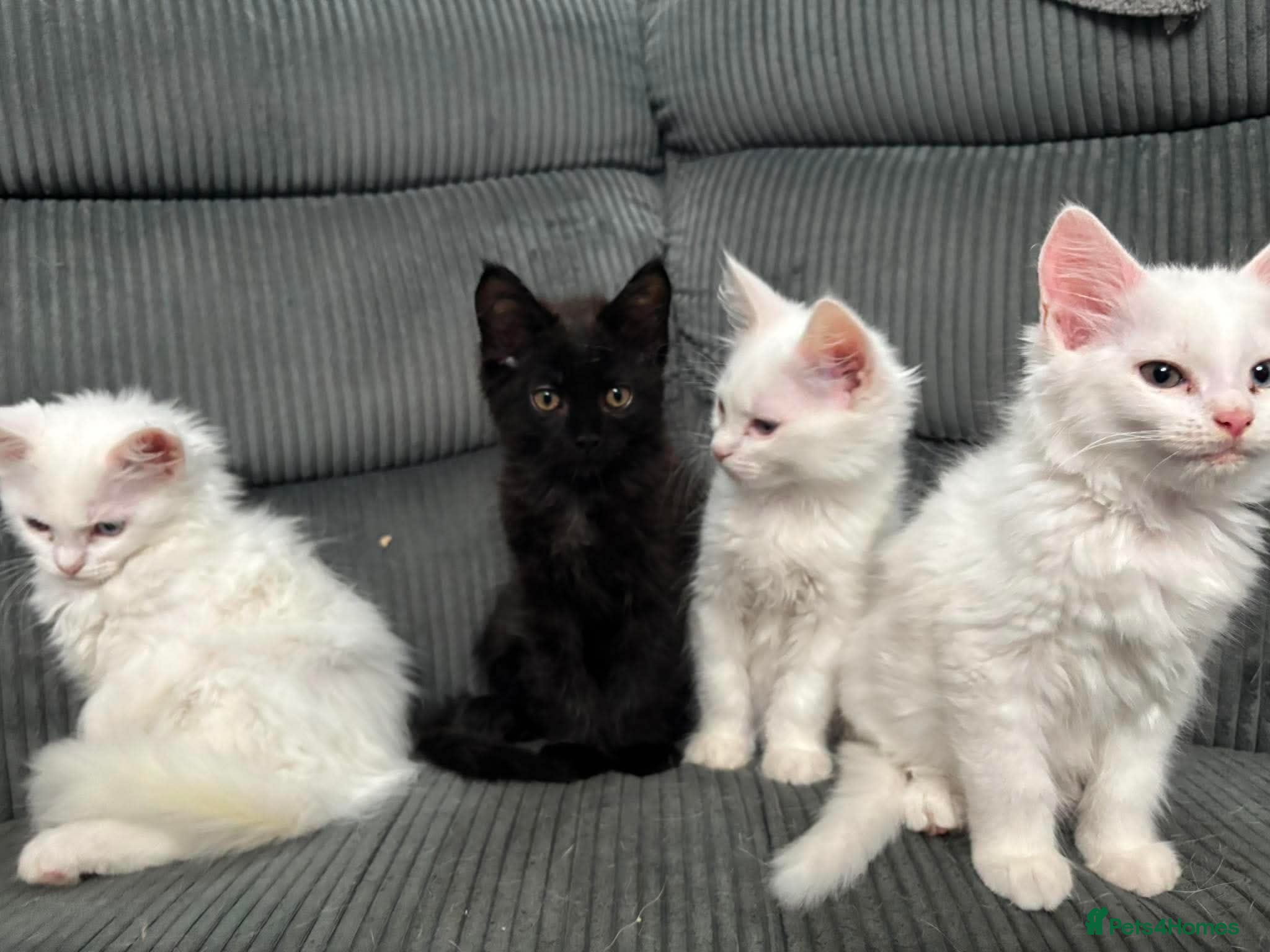 Maine Coon cats Stunning Maincoon kittens (pure bred) - Advert 16