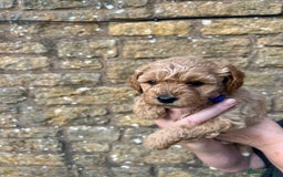 Cavachon dogs for sale: Cavapoochon puppies  - Image 9
