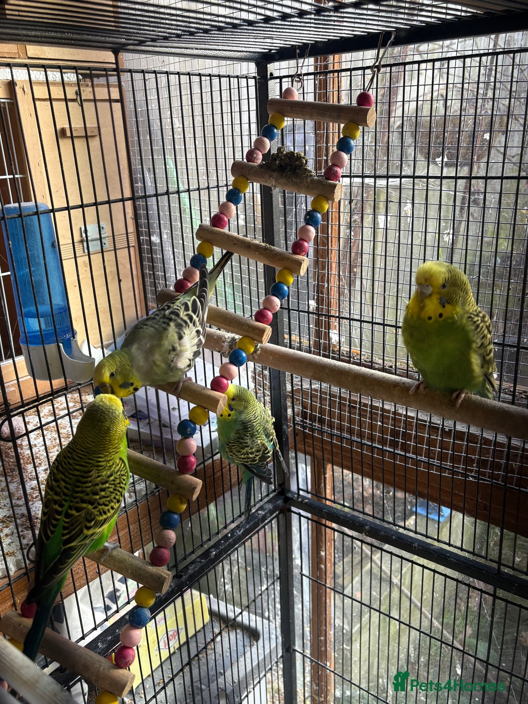 Budgerigars birds for sale: Gorgeous budgies - Advert 3
