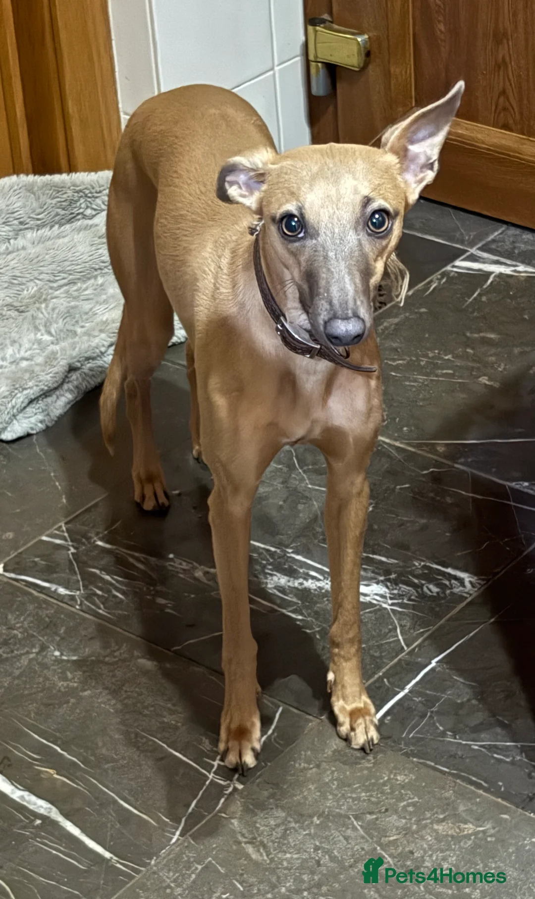 Whippet dogs for sale: Whippet female  - Advert 2