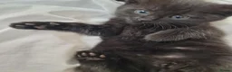 Mixed Breed cats for sale: Four black kittens with long fur and medium fur - Advert 9