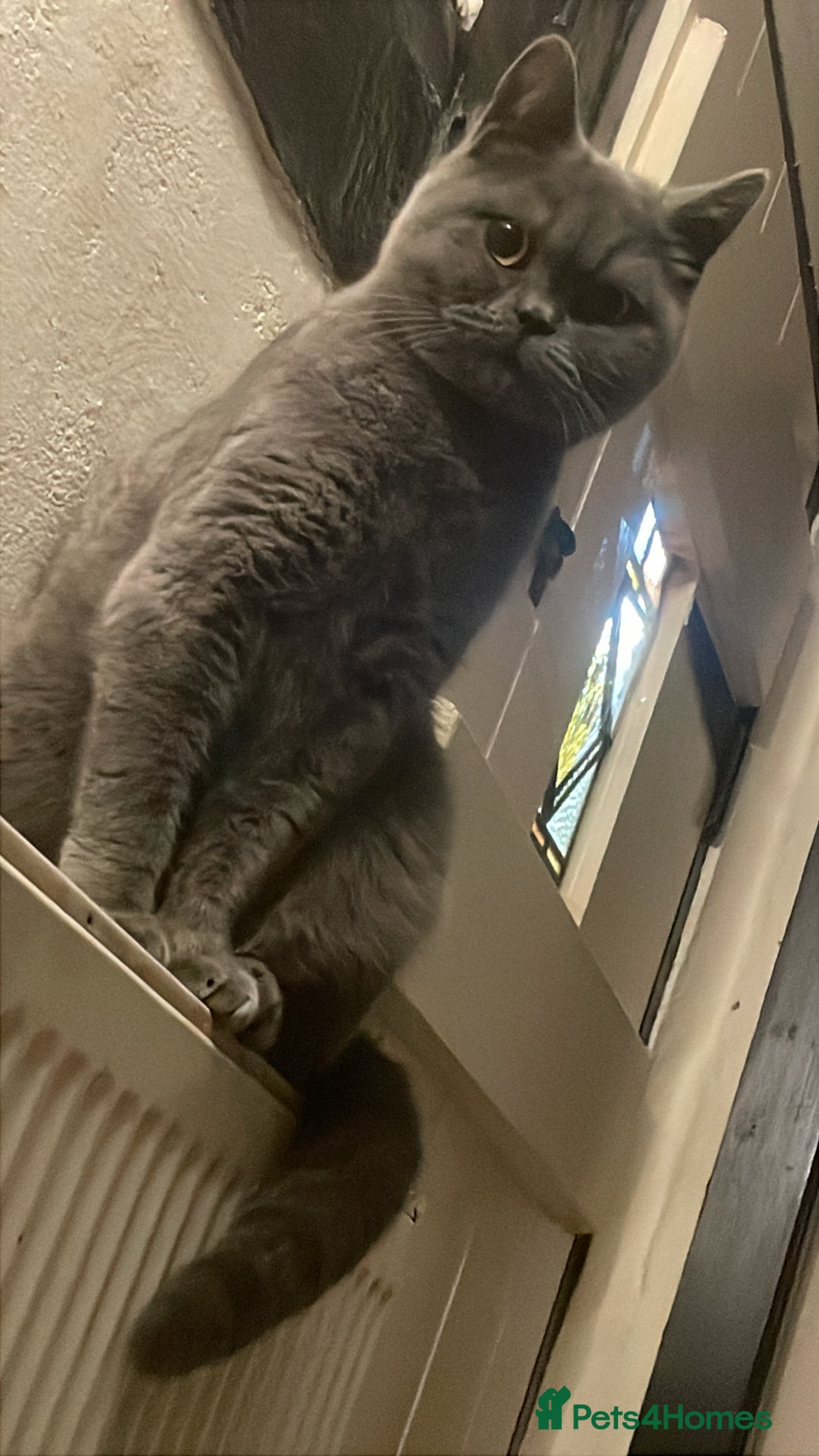 British Shorthair cats for sale: Pedigree British Shorthair  - Image 1