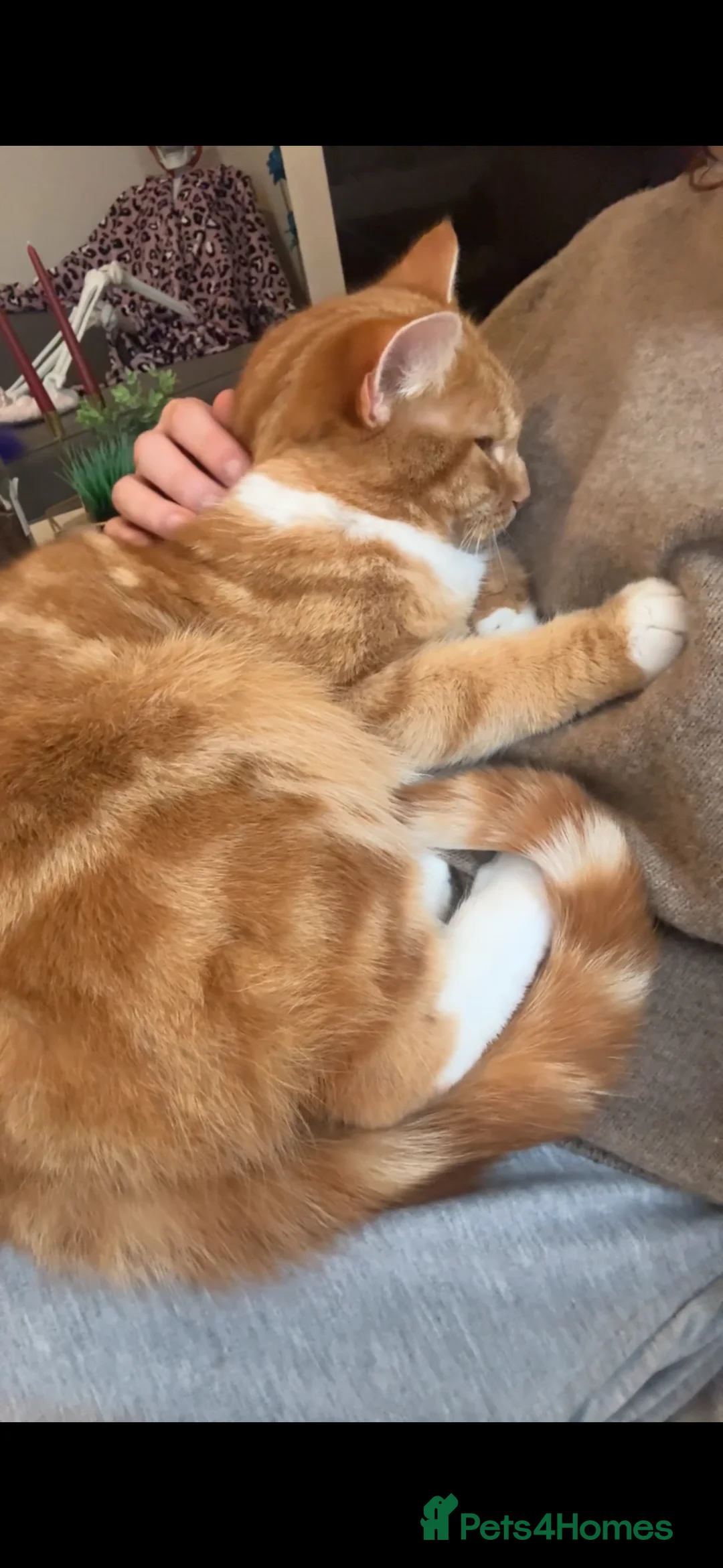 Mixed Breed cats for sale: GORGEOUS BOY TO BE REHOMED - Advert 9