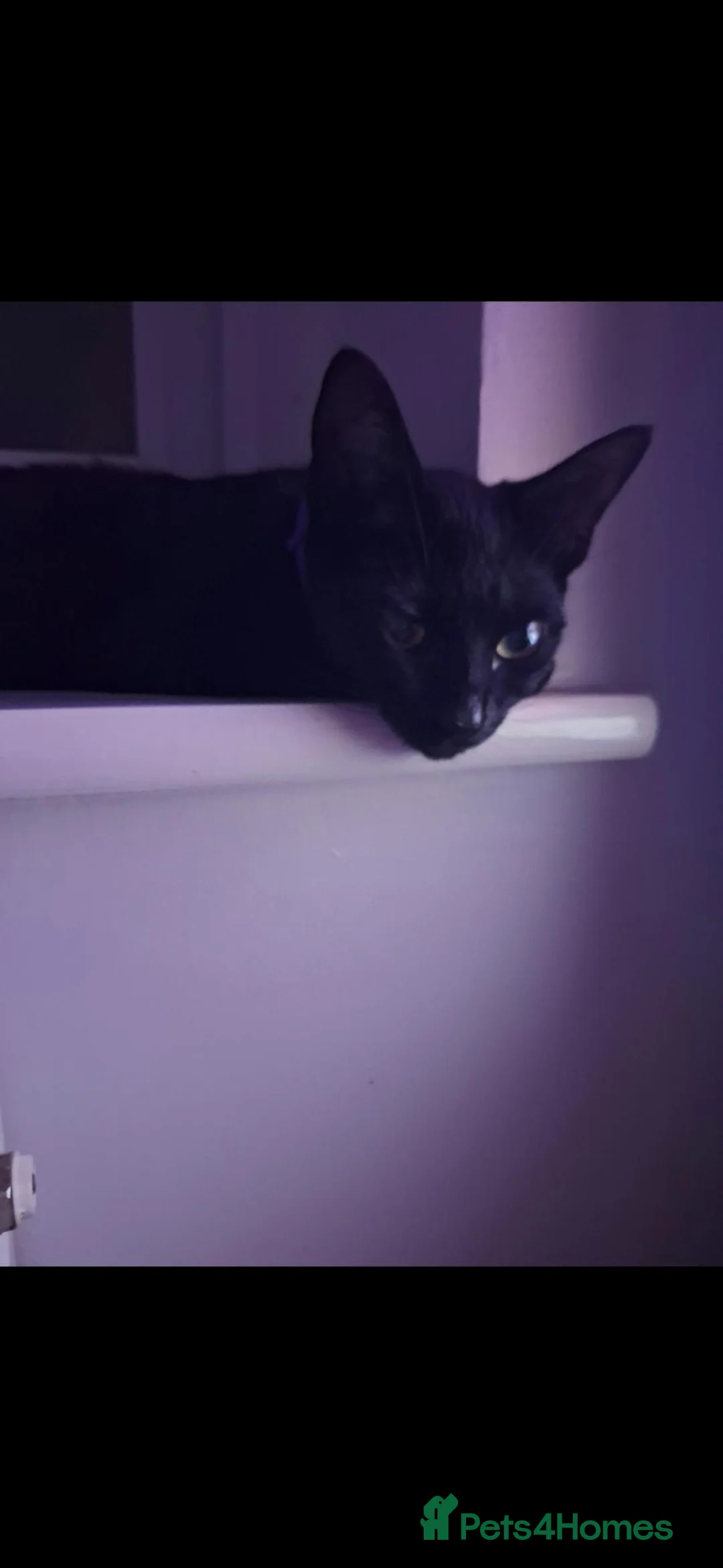 Mixed Breed cats for sale: Mimi - 1 year old  - Advert 2