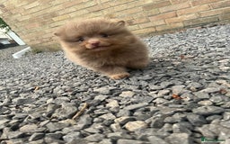 Pomeranian dogs for sale: READY TO LEAVE KC TOY MINI POMERANIAN’S 🦁 - Advert 3