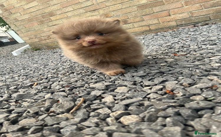 Pomeranian dogs - Advert 4