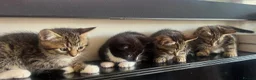Mixed Breed cats for sale: 4, 8 week old kittens  - Advert 18