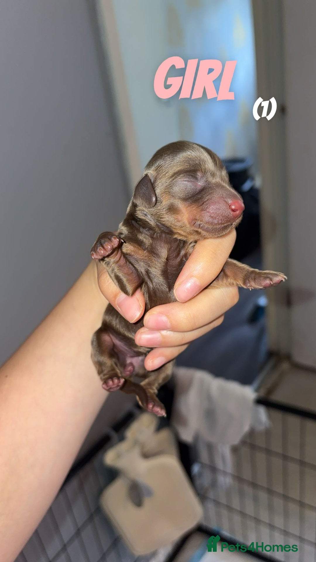 Dachshund dogs for sale: Long haired dachshund  - Image 15
