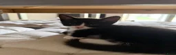 Mixed Breed cats for sale: Black and white girl and Tiger girl - Advert 16