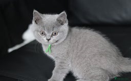 British Shorthair cats for sale: ✨️Outstanding GCCF Grand Chmp Line BSH ❤️ - Image 29