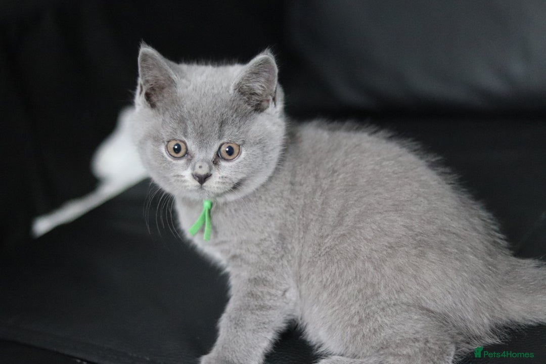 British Shorthair cats for sale: ✨️Outstanding GCCF Grand Chmp Line BSH ❤️ - Image 29