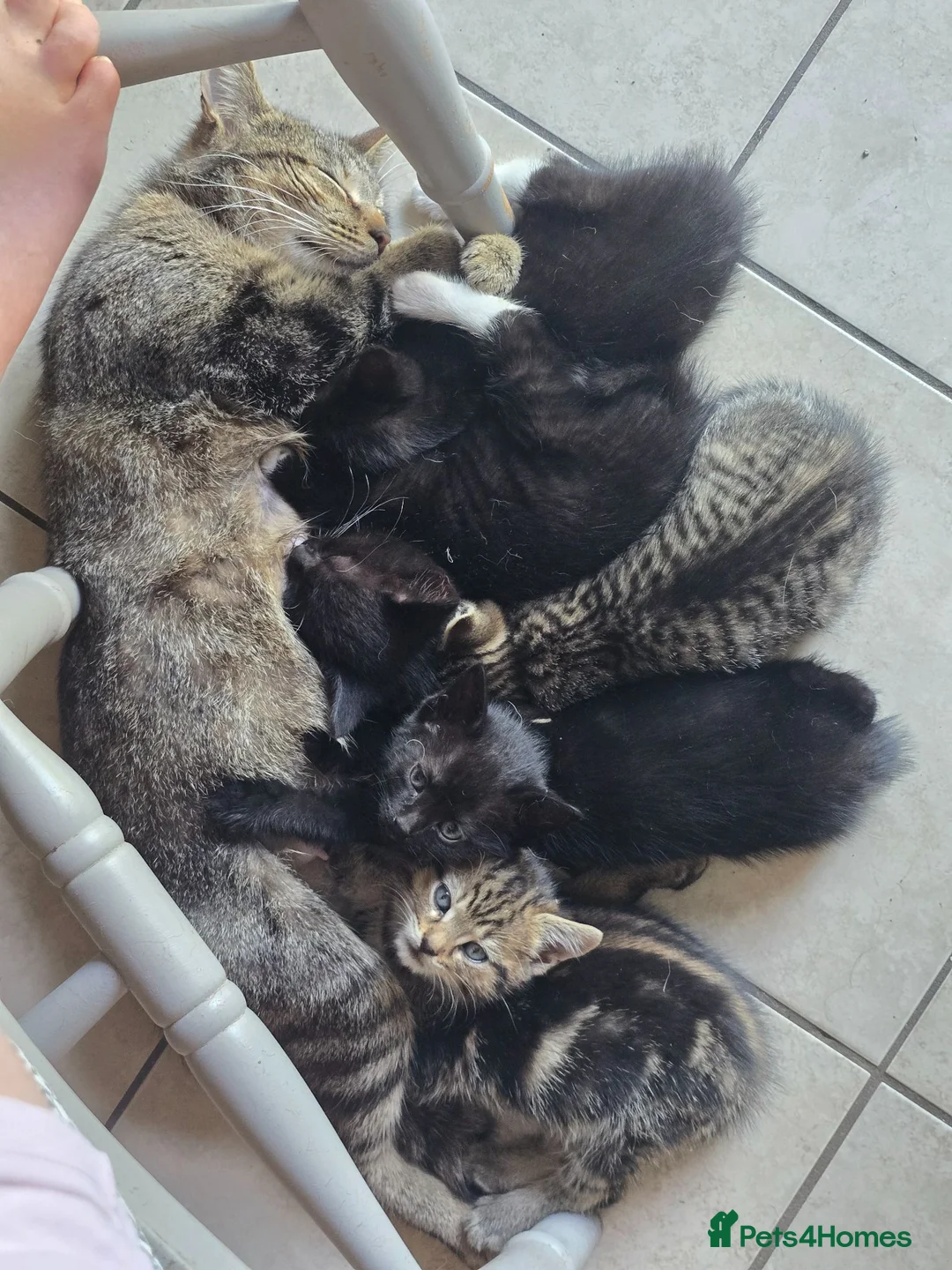 Mixed Breed cats for sale: Kittens available - Advert 2