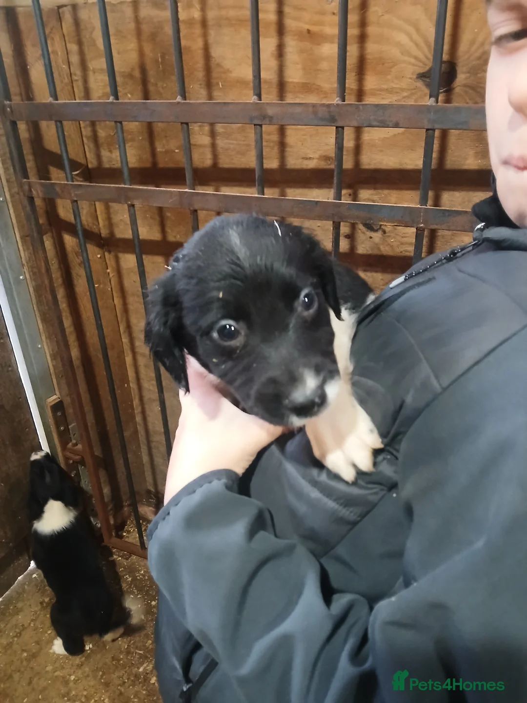 Sprollie dogs for sale: Sprollie Puppies - Advert 8