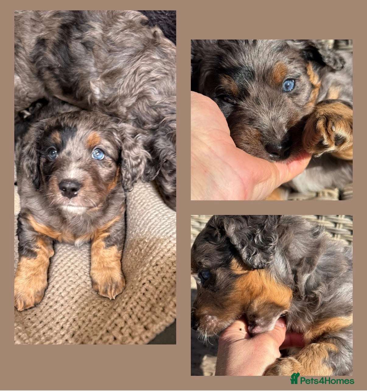 Bernedoodle dogs Health tested miniature bernedoodles - Advert 1